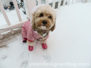 dogs, designer dogs, yorkipoo, snow, boots