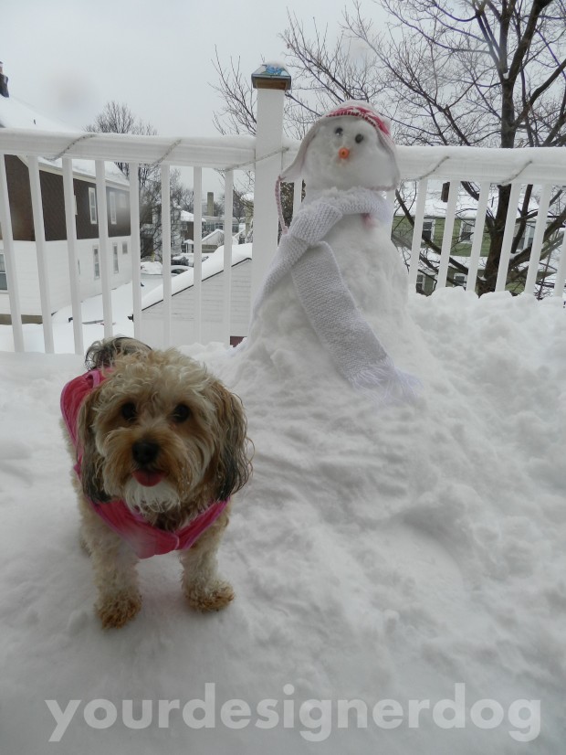 dogs, designer dogs, yorkipoo, snow, snowman, snowlady