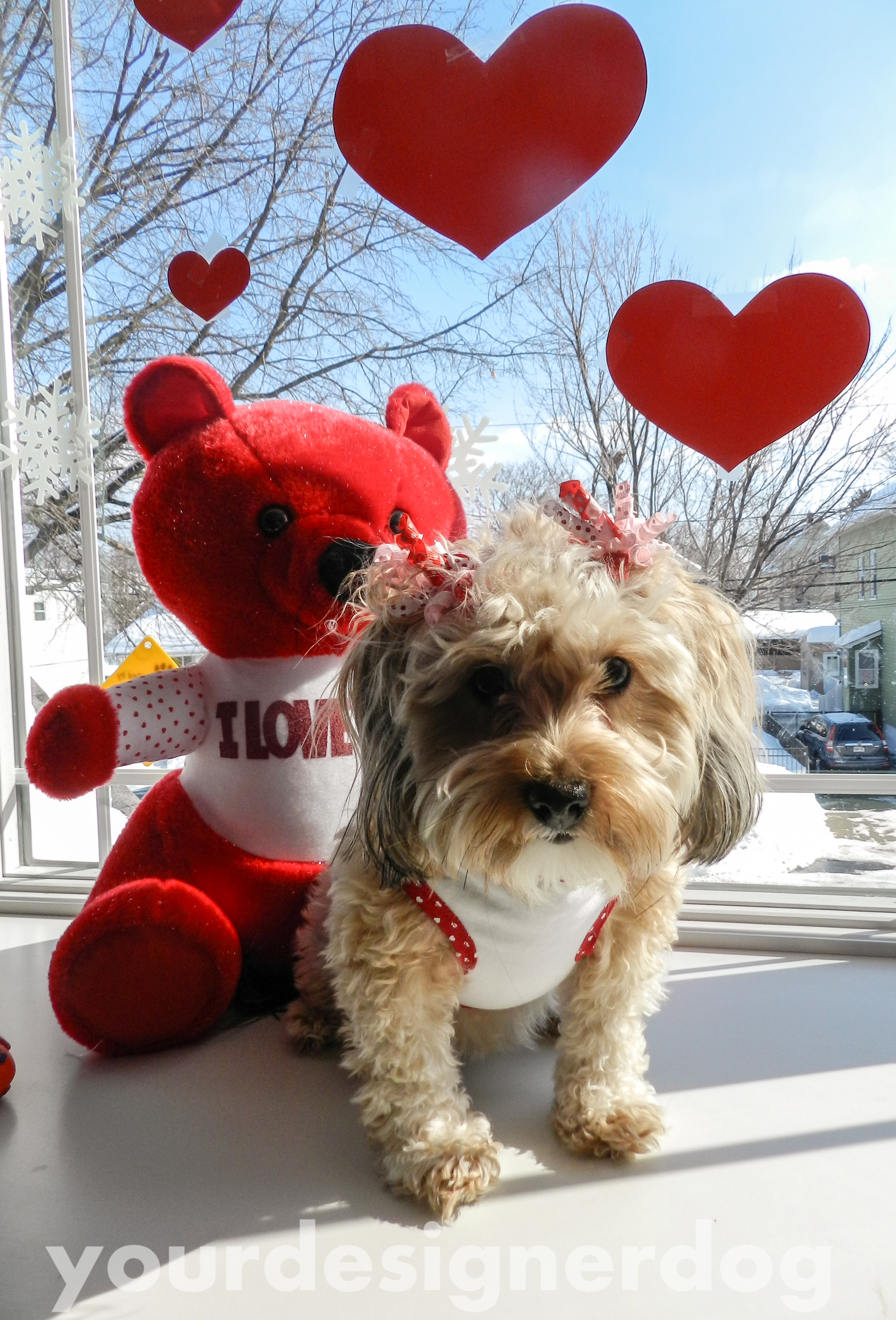 dogs, designer dogs, yorkipoo, valentine, hearts, love