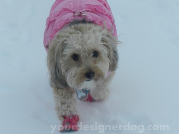 dogs, designer dogs, yorkipoo, snow, boots, explorer