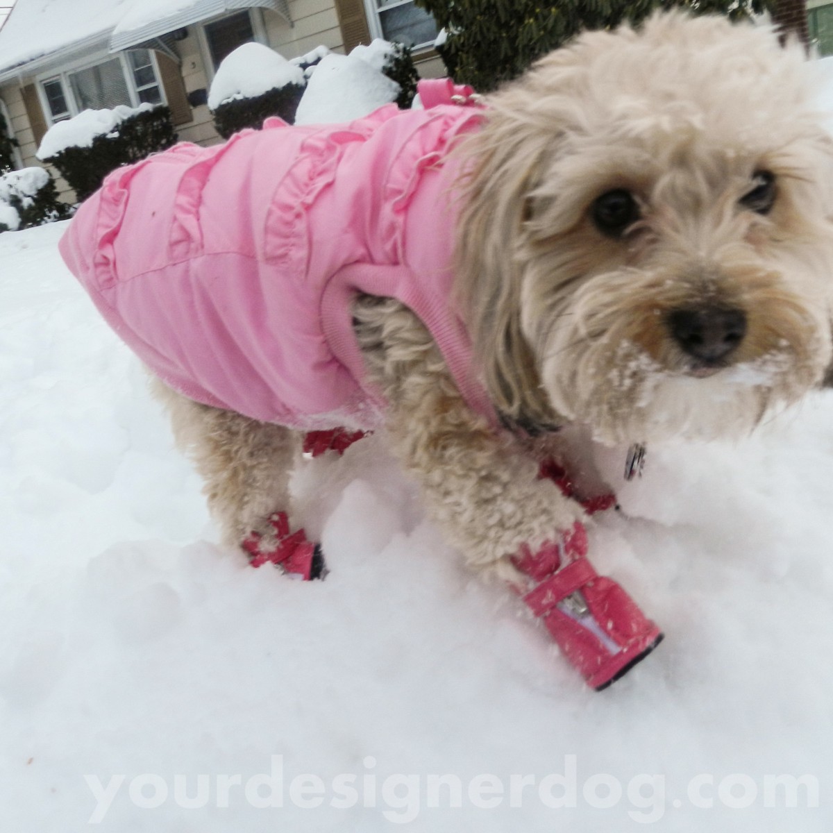 dogs, designer dogs, yorkipoo, haircut, grooming, snow, boots