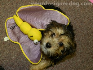 dogs, designer dogs, yorkipoo, yorkie poo, butterfly, cute puppy