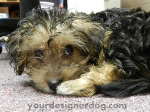 dogs, designer dogs, yorkipoo, yorkie poo, sleepy puppy, cute puppy pictures