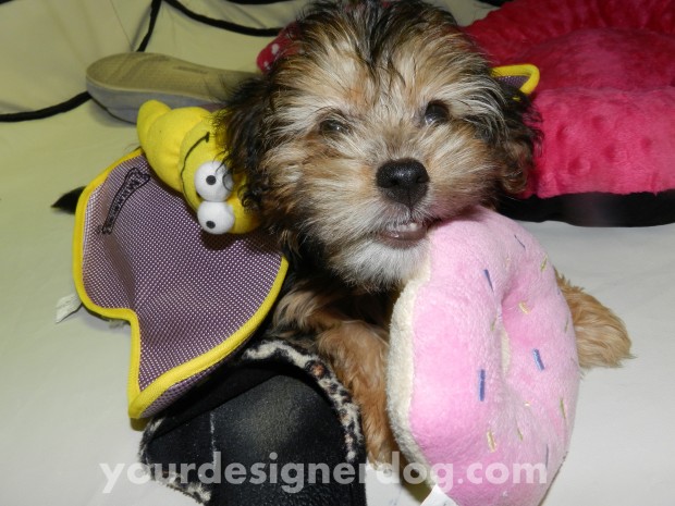 dogs, designer dogs, yorkipoo, yorkie poo, photography, puppy, flashback