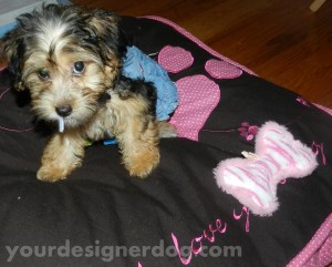 dogs, designer dogs, yorkipoo, yorkie poo, cute puppy pictures