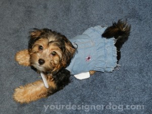 dogs, designer dogs, yorkipoo, yorkie poo, puppy, dog harness dress