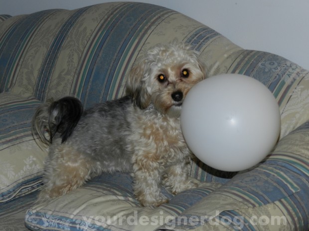 dogs, yorkipoo, sadie, balloon