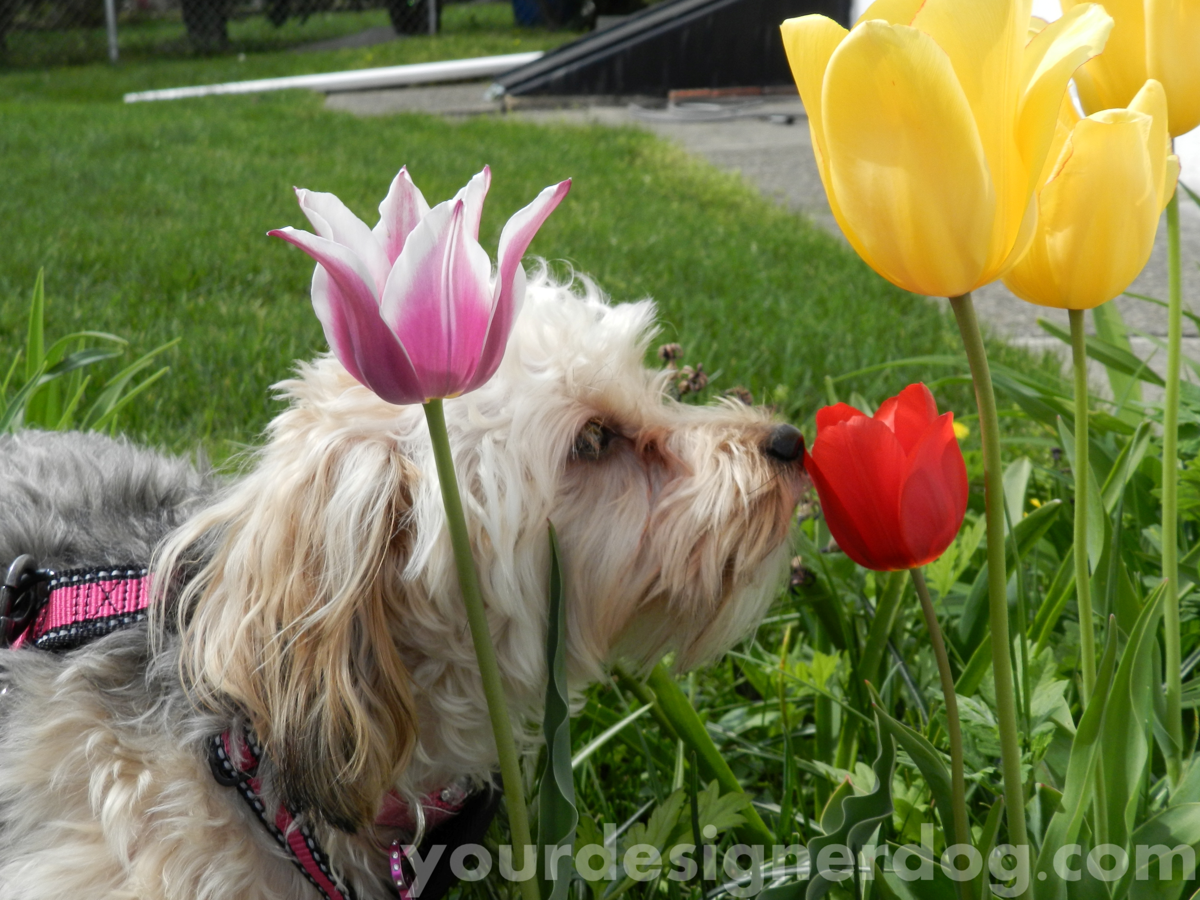 dogs, designer dogs, yorkipoo, flowers, tulips, spring