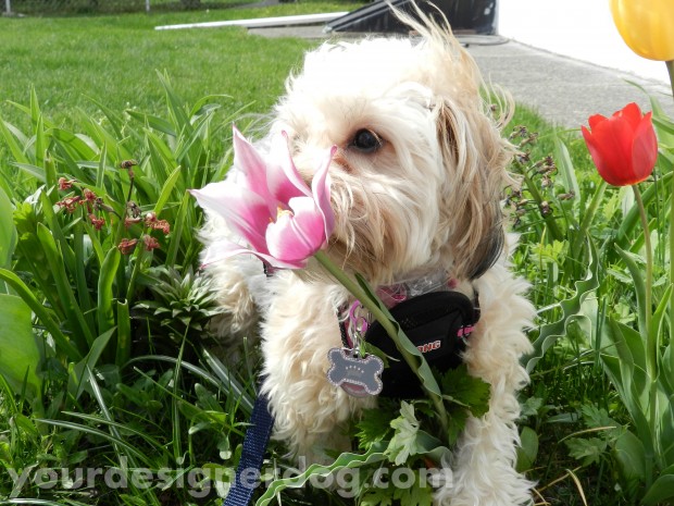 dogs, designer dogs, yorkipoo, flowers, tulips, spring