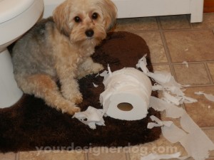 dogs, designer dogs, yorkipoo, mischief, toilet paper