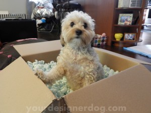 dogs, designer dogs, yorkipoo, pets, moving, blog, box
