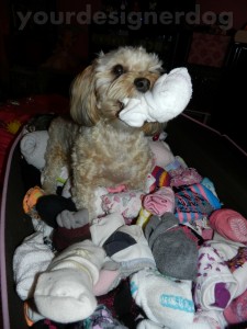 dogs, designer dogs, yorkipoo, socks, mischief, thief, spring cleaning