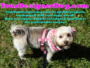 dogs, Sadie, Yorkipoo, dog owner, dog lover, gifts, dog breeds, shopping, yourdesignerdog, spokespuppy