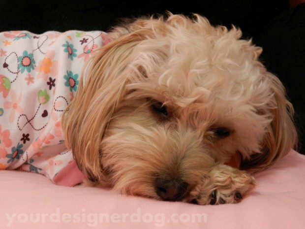 dogs, designer dogs, yorkipoo, pets, pjs, pouting