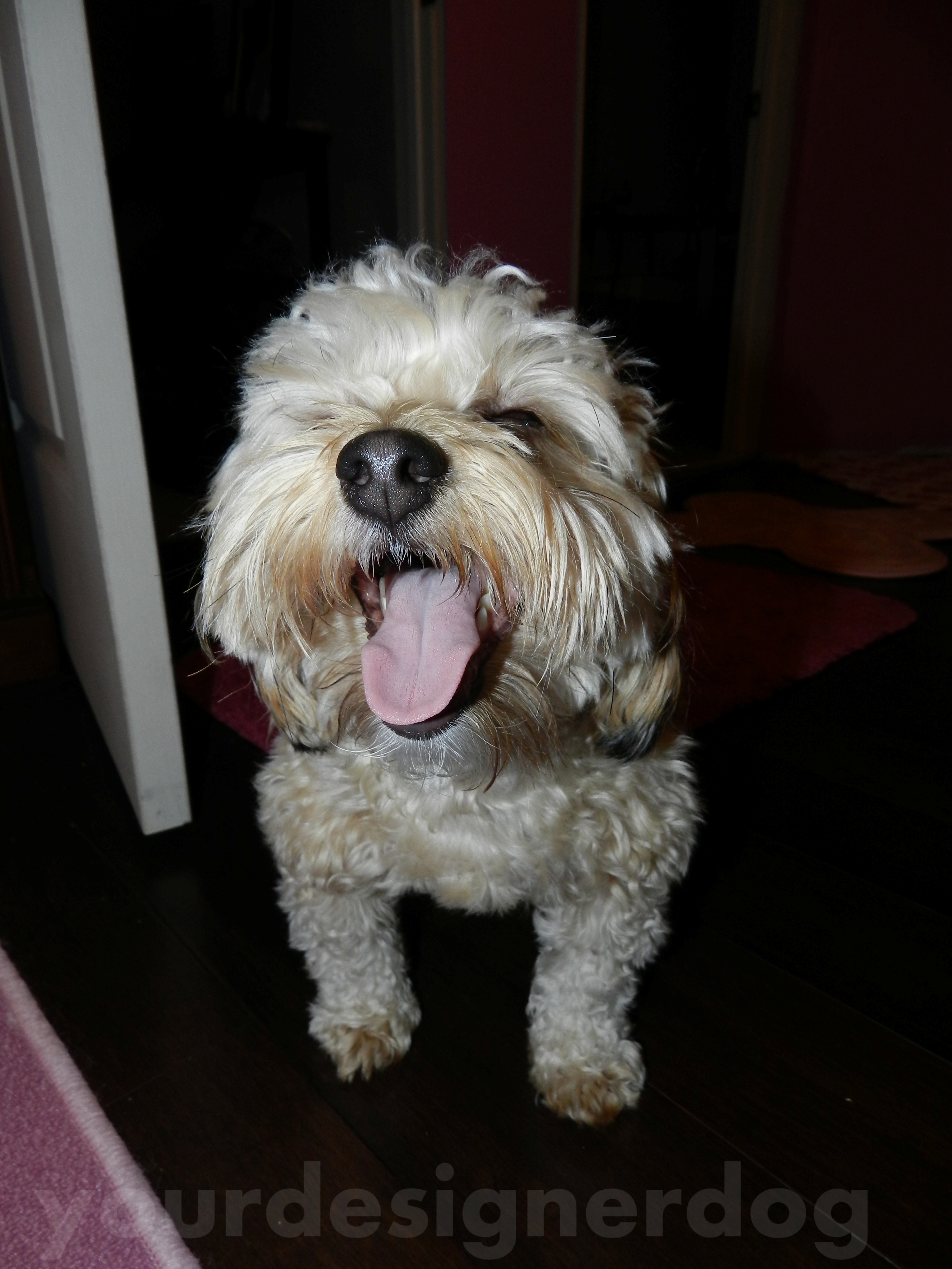 dogs, designer dogs, yorkipoo, yorkie poo, #tonguetuesday, dogs smiling, say ahhhh, #tongueout