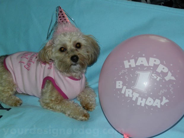 dogs, designer dogs, yorkipoo, yorkie poo, cute, puppy, birthday, birthday hat, first birthday