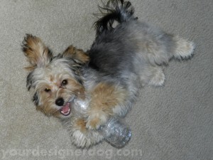 dogs, designer dogs, yorkipoo, yorkie poo, water bottle, dog toy