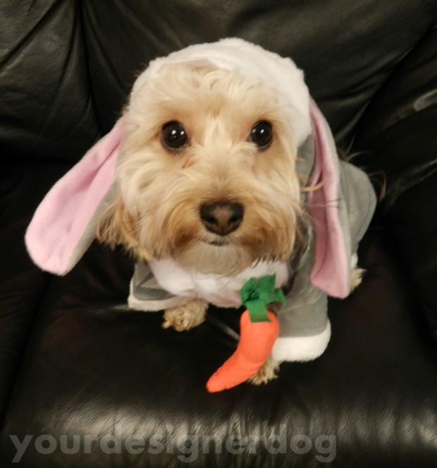 dogs, designer dogs, pets, yorkipoo, yorkie poo, carrot, bunny, rabbit, cute, easter
