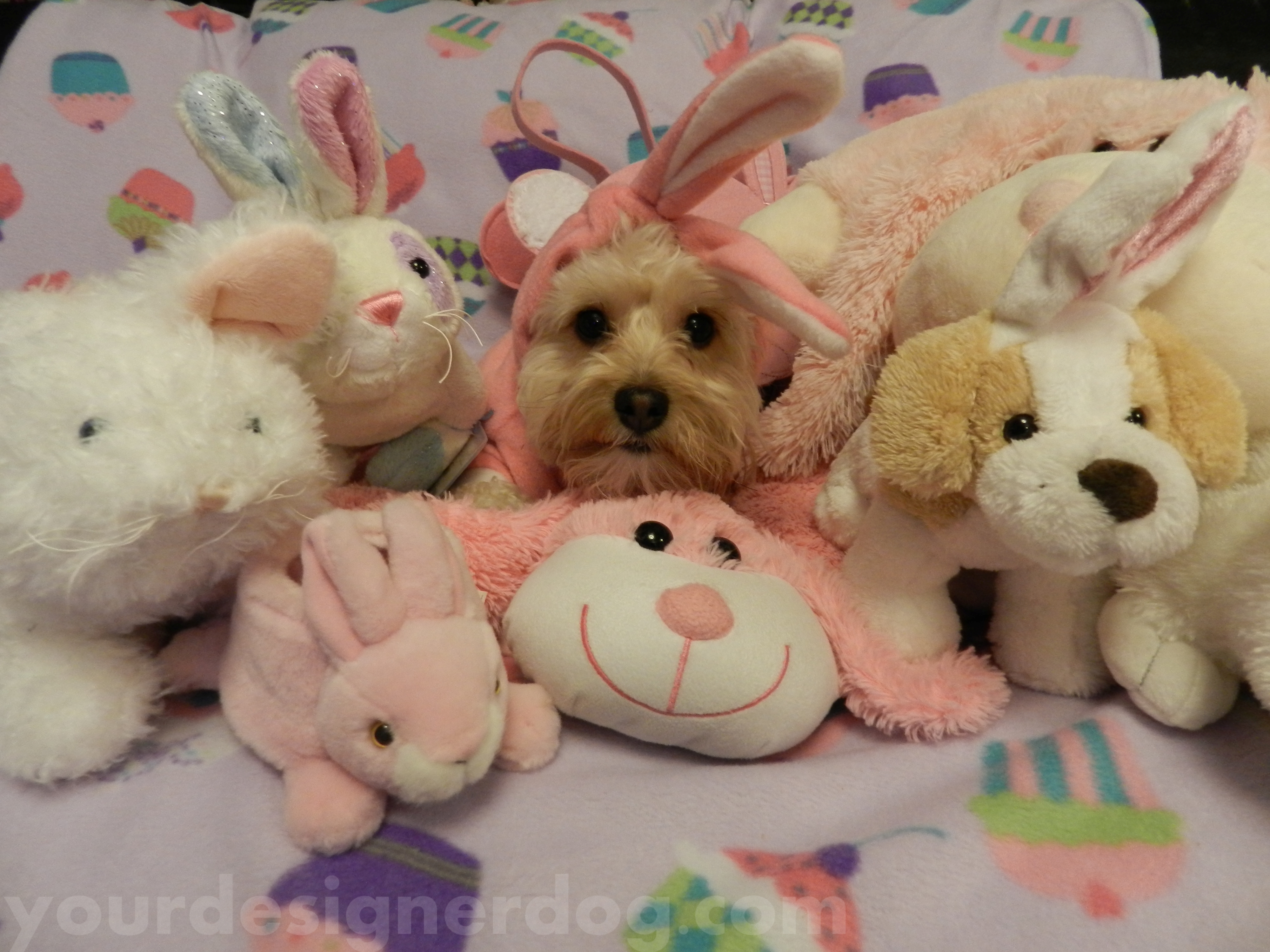dogs, designer dogs, pets, bunny, stuffed animal, stuffie, rabbit, bunny, cute