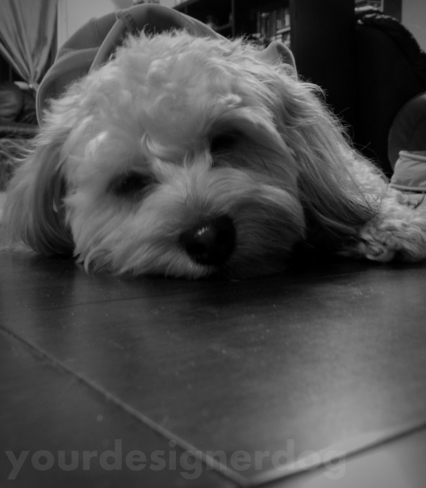 dogs, designer dogs, yorkipoo, yorkie poo, cute, black and white photgraphy