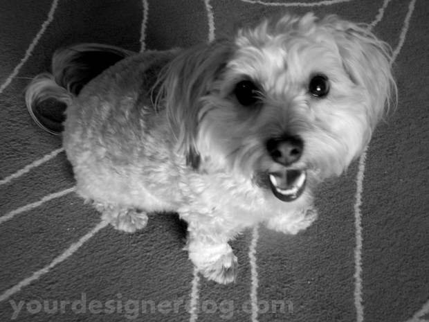 dogs, designer dogs, yorkipoo, yorkie poo, black and white photography, dog smiling