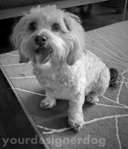 dogs, designer dogs, yorkipoo, yorkie poo, smile, cute, black and white, photography