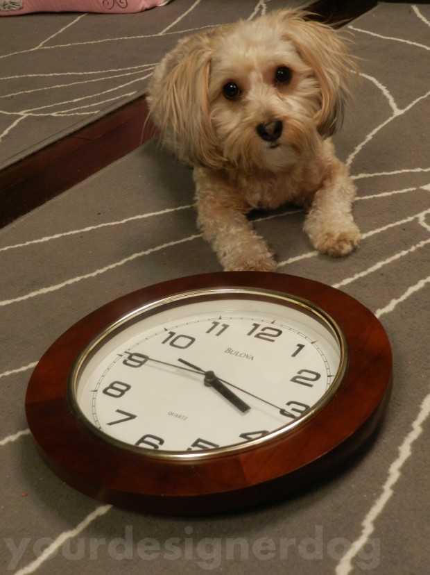 dogs, designer dogs, yorkipoo, pets, clock, daylight savings