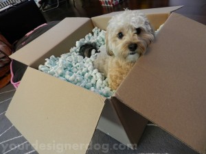 dogs, designer dogs, yorkipoo, moving, box, domain