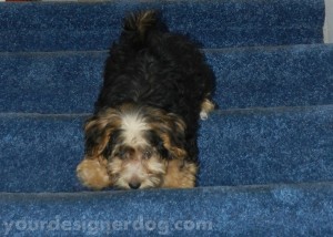 dogs, designer dogs, yorkipoo, pets, stairs, puppy, flashback, baby picture