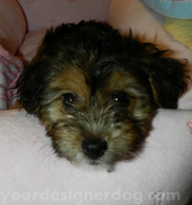 dogs, designer dogs, yorkipoo, yorkie poo, cute, pets, profile picture, puppy, puppy picture