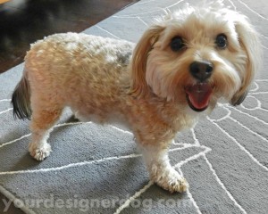 dogs, designer dogs, yorkipoo, yorkie poo, dog smiling, tongue out