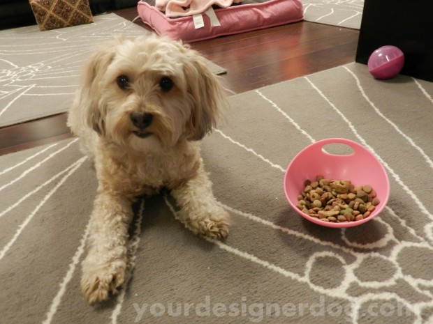 dogs, designer dogs, yorkipoo, yorkie poo, food, dog food, snack, midnight snack, picky eater