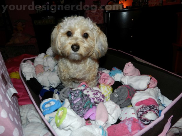 dogs, designer dogs, yorkipoo, yorkie poo, cute, socks, mischief, spring cleaning