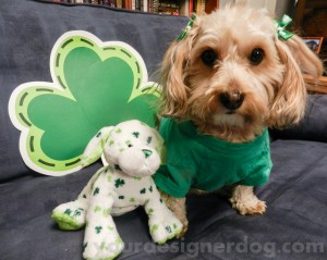 dogs, designer dogs, yorkipoo, yorkie poo, pets, cute, holiday, st patrick's day