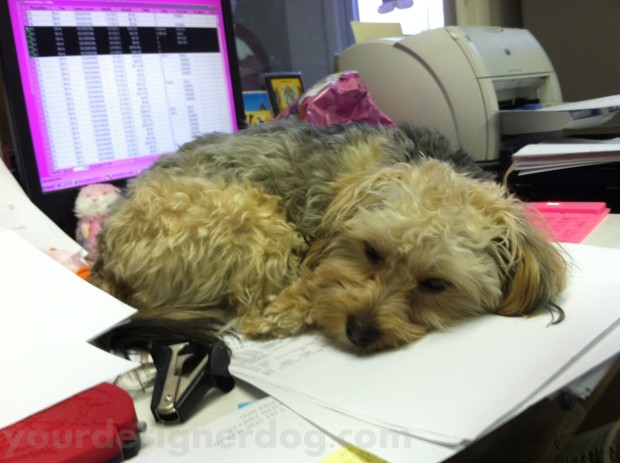 dogs, designer dogs, yorkipoo, yorkie poo, pets, cute, work, office, desk, nap