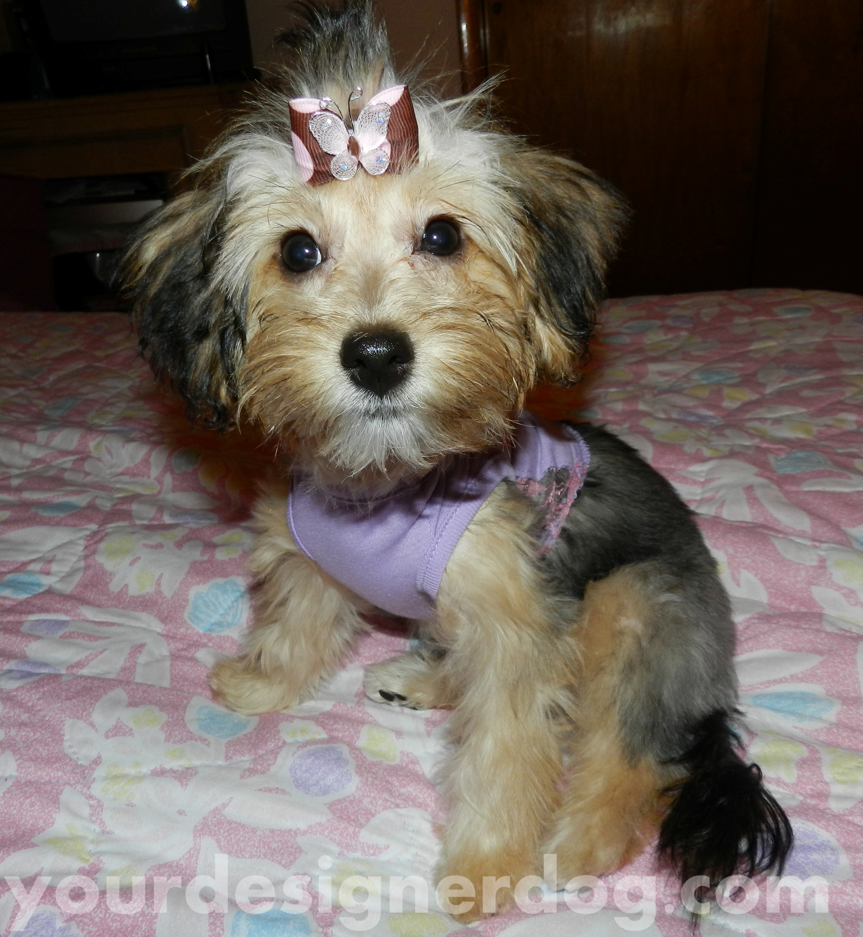 dogs, designer dogs, yorkipoo, yorkie poo, puppy, cute puppy pictures