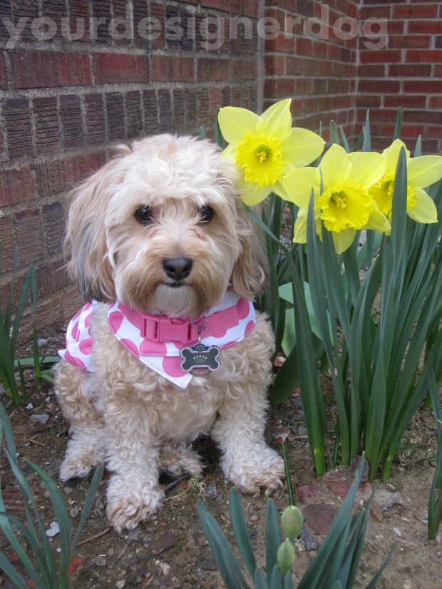 dogs, designer dogs, yorkipoo, yorkie poo, flowers, daffodils, dogs with flowers