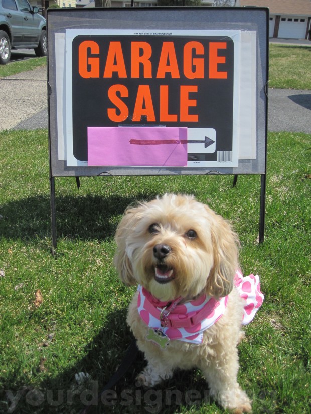 dogs, designer dogs, yorkipoo, yorkie poo, garage sale