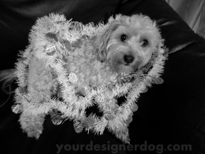 dogs, designer dogs, yorkipoo, yorkie poo, garland, decorations, holiday