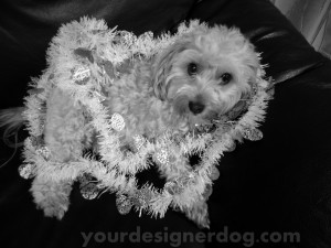 dogs, designer dogs, yorkipoo, yorkie poo, garland, black and white photography