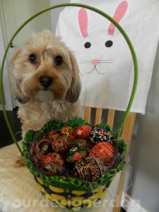 dogs, designer dogs, yorkipoo, yorkie poo, easter, pysanky, ukranian easter eggs, easter egg decorating