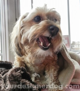 dogs, designer dogs, yorkipoo, yorkie poo, doggy in the window, snack