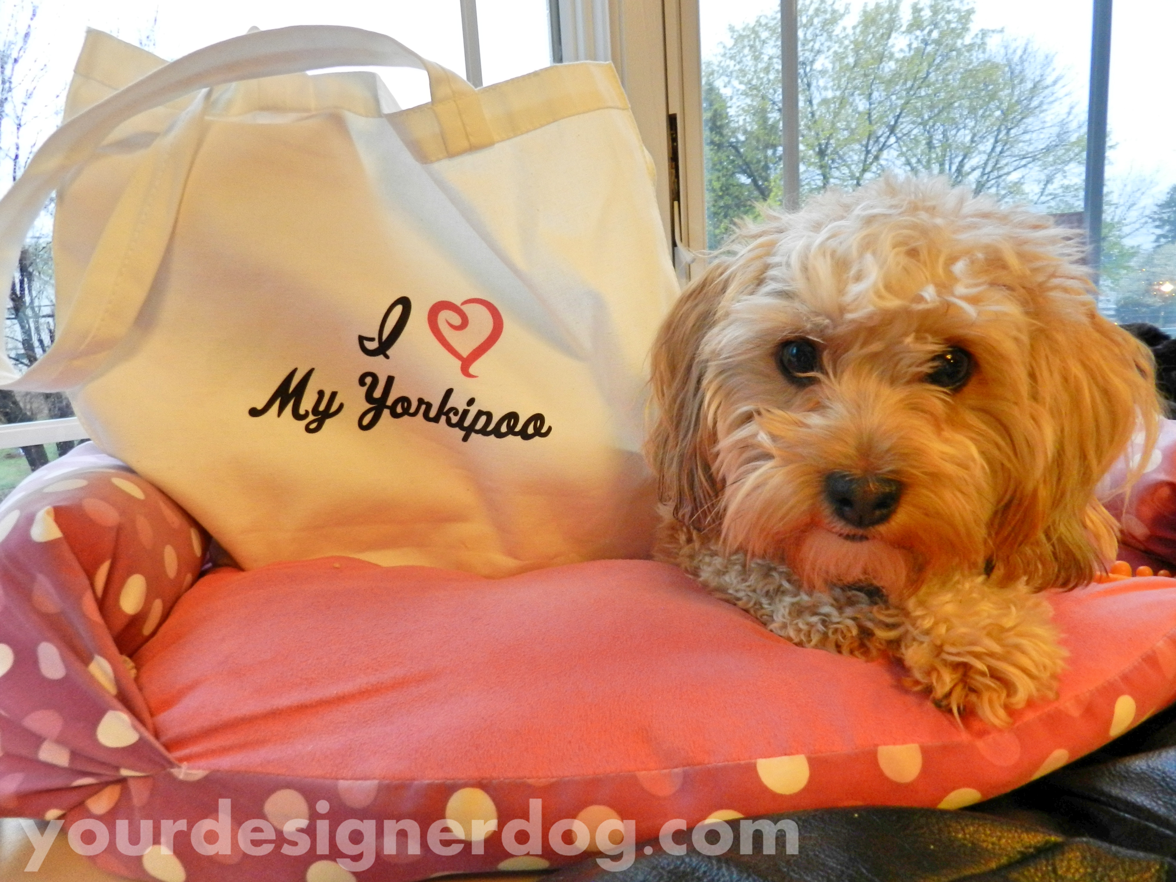 dogs, designer dogs, yorkipoo, yorkie poo, tote bag, i love my dog, yourdesignerdog
