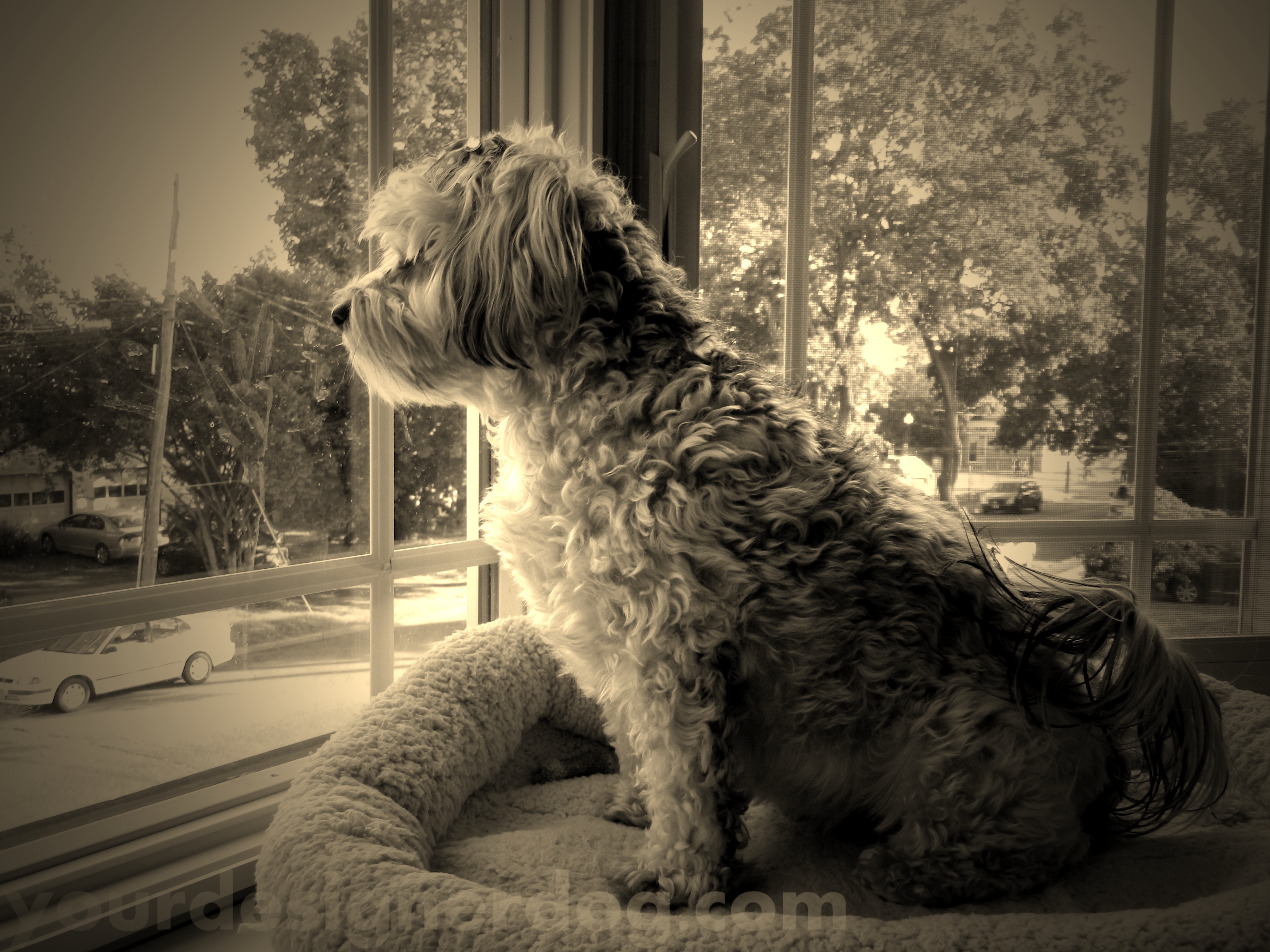 dogs, designer dogs, yorkipoo, yorkie poo, sepia photography, doggy in the window
