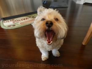 dogs, designer dogs, yorkipoo, yorkie poo, yawn, tongue out