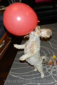 dogs, designer dogs, yorkipoo, yorkie poo, balloons