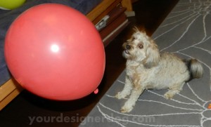 dogs, designer dogs, yorkipoo, yorkie poo, balloon
