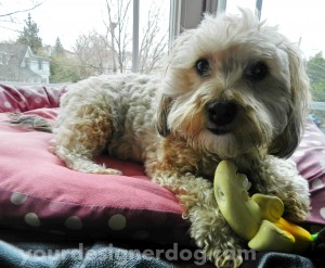 dogs, designer dogs, yorkipoo, yorkie poo, banana dog toy, doggy in the window