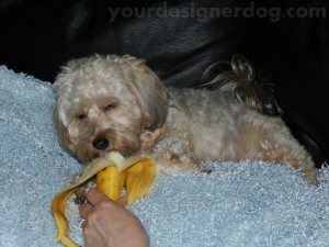 dogs, designer dogs, yorkipoo, yorkie poo, banana