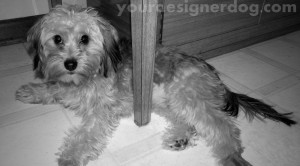 dogs, designer dogs, yorkipoo, yorkie poo, black and white photography